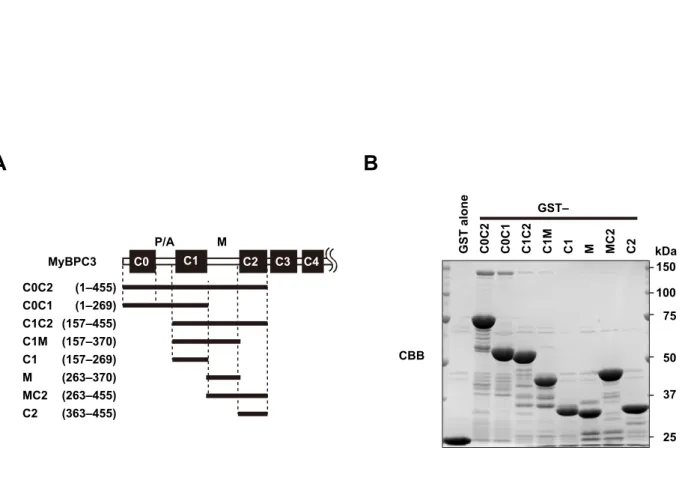 Figure S8.  Interaction of Fhod3 to cMyBP-C.  (A) Schematic structures of various 