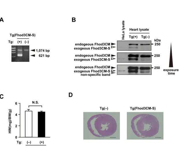 Figure S9 (Matsuyama et al.) B endogeous Fhod3CM exogeous Fhod3CM-S kDa250 250250Tg(+) Tg(–)endogeous Fhod3CMexogeous Fhod3CM-Sendogeous Fhod3CM