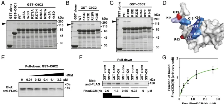 Fig. 3. Specific interaction of the C0 domain of cMyBP-C with Fhod3. (A – C) Effect of amino acid substitutions on the interaction of C0C2 with the N-terminal region of Fhod3
