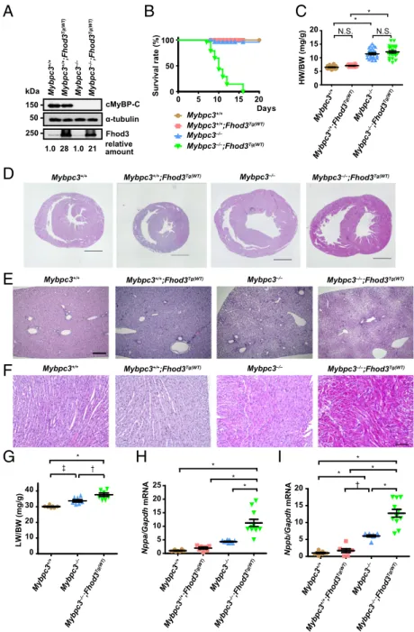 Fig. 5. Physiological effects of transgenic overexpression of Fhod3 in cMyBP-C – null mice