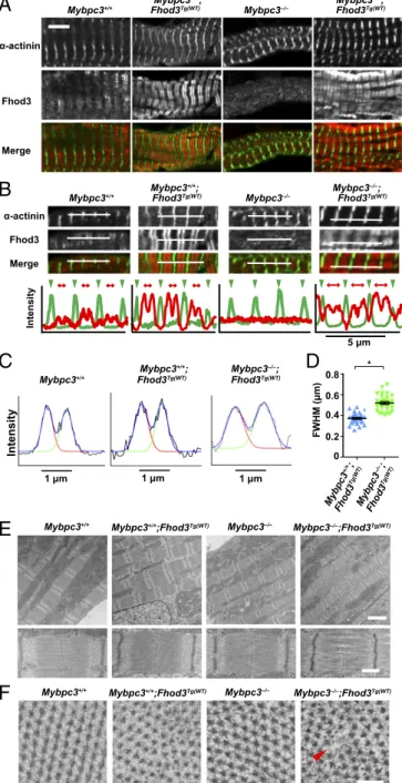 Fig. 6. Sarcomeric effects of transgenic overexpression of Fhod3 in cMyBP- cMyBP-Cvnull mice