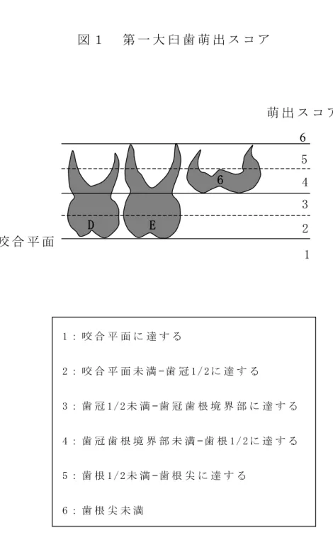 図 １   第 一 大 臼 歯 萌 出 ス コ ア                                         咬 合 平 面   D   E   6   2 3 4 5 6  1  萌 出 ス コ ア  図 １     第 一 大 臼 歯 萌 出 ス コ ア  1 ： 咬 合 平 面 に 達 す る  2 ： 咬 合 平 面 未 満 ̶ 歯 冠 1 / 2 に 達 す る  3 ： 歯 冠 1 / 2 未 満 ̶ 歯 冠 歯 根 境 界 部 に 達 す る  4 ： 歯 冠 歯 根 境
