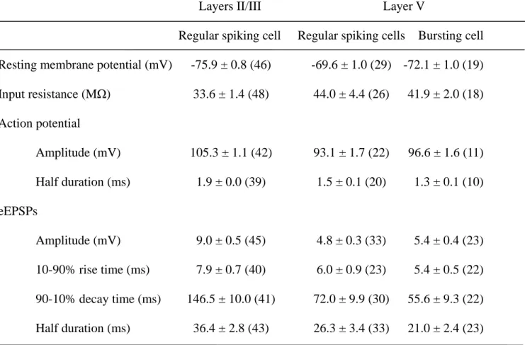 Table 1. Electrophysiological properties of pyramidal cells in layers II/III and V 