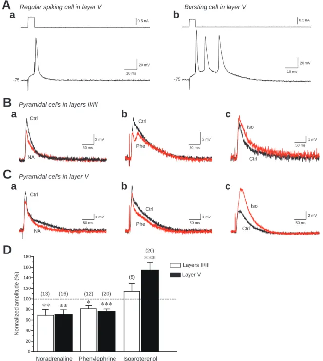 Figure   1.  Effects of noradrenaline, phenylephrine and isoproterenol on the amplitude of evoked exitatory postsynaptic  potentials (eEPSPs) recorded from layers II/III and V pyramidal cells