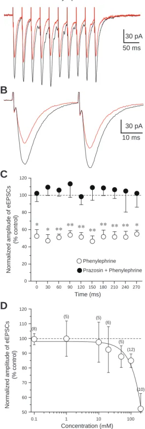 Figure 3.  Effects of phenylephrine on eEPSCs recorded from layer V pyramidal neurons