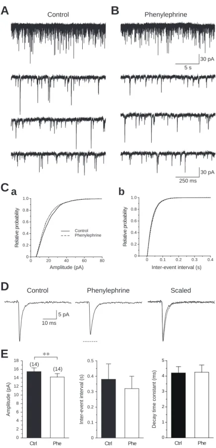 Figure 5.  Effects of phenylephrine on miniature EPSCs (mEPSCs).  A, B. Consecutive mEPSCs before (A) and during  bath  application  of  100 mM  phenylephrine  (B)