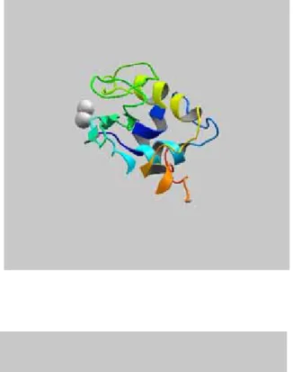 Figure 2. リゾチームの 3 次構造 