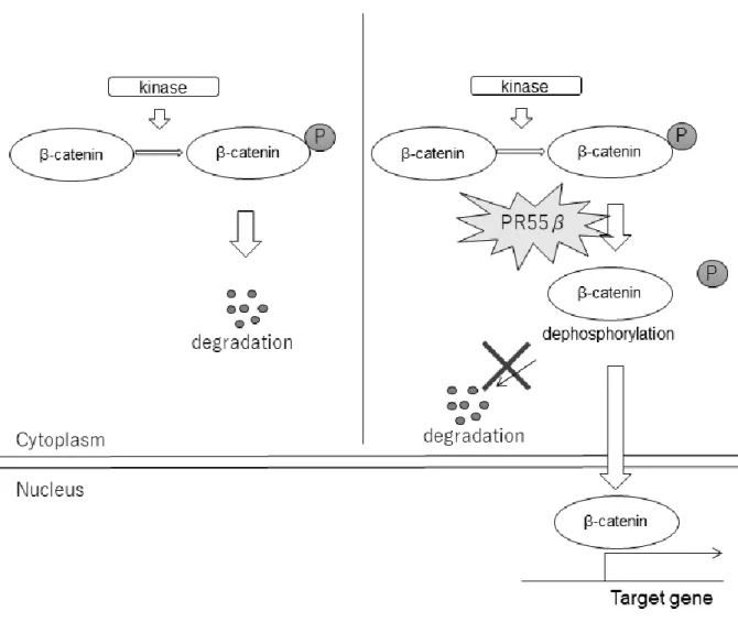 図   6. AdCC における PR55β を介した β カテニンのリン酸化制御機構 