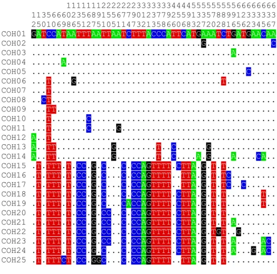 Fig. 4.3 Twenty five haplotypes in Bangladesh and their variable sites with changed position
