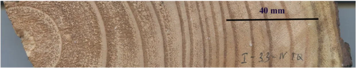 Fig.  3.1  Tree  ring  in  cross  section  obtained  from  Melia  azedarach  (at  3.3  m  height,  Tree  No.1,   site 1) 
