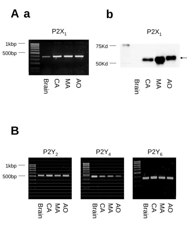 図 11  大脳動脈、腸間膜動脈、大動脈における P2 受容体の発現  Aa ； RT-PCR 法による P2X 1  チャネルの発現  Ab ； ウエスタンブロット法による P2X 1  チャネル タンパクの発現  B ； RT-PCR 法による P2 Y 2 、 4 、 6  の発現  [ラット脳、大脳動脈（CA）、腸間膜 動脈(MA)、大動脈(AO) ]  P2X 1Brain 75Kd ─50Kd─ P2X 11kbp─500bp─CAMAAOBrainCAMA AOABP2Y2MAAOBrainC