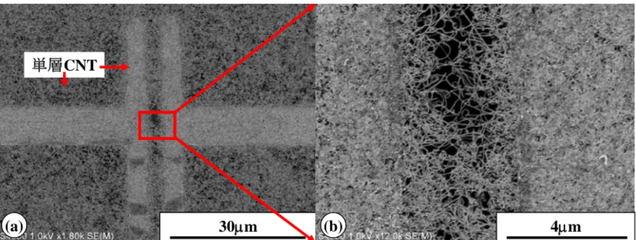 Fig. 3.12 SAM 膜，フォトリソグラフィにより作製した単層 CNT パターン合成の SEM 像．