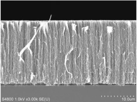 Fig. 1-7 VASWNT の SEM 像． 