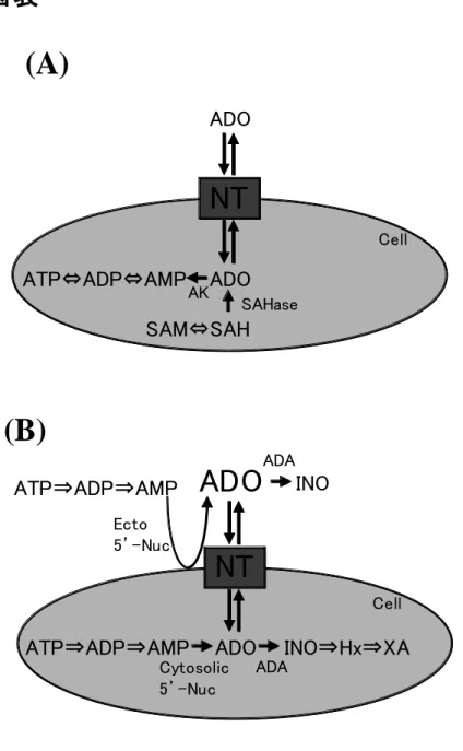 Figur e  1 Production and  metabolism of adenosine  in the nor mal (A) and adverse  (B)  condition