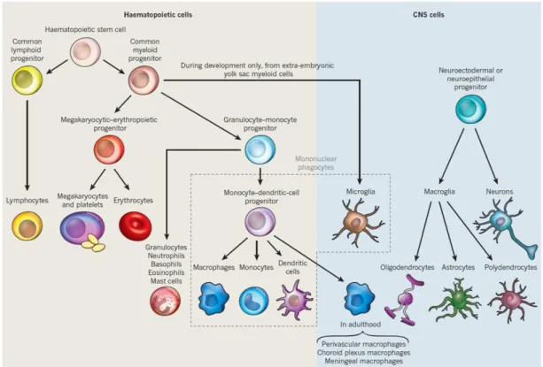 Figure 5.  造血系細胞と中枢神経系細胞の細胞系譜(Ransohoff and Cardona, 2010) 
