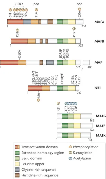 Figure 6. Maf ファミリーの構造(Eychene et al., 2008) 