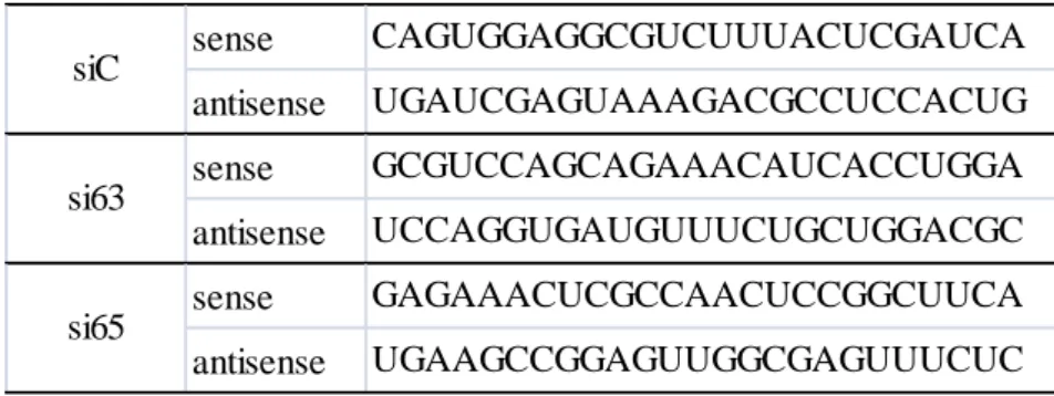 Table 1.  MafB 標的 siRNA の配列 