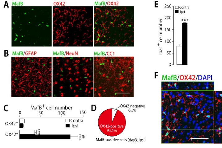 Figure 11.    脊髄後角における MafB 陽性細胞種の特定 