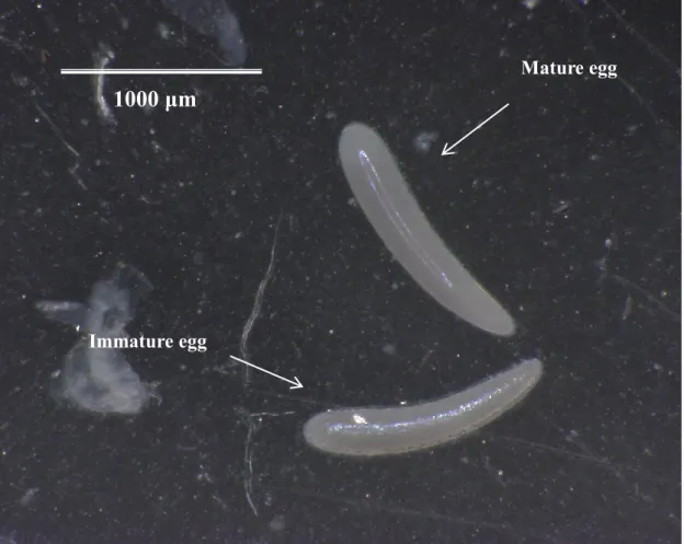 Fig. 2-1. Comparison of mature egg and immature egg of I. naranyae at 100 × magnification