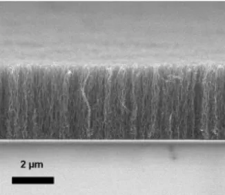 Fig. 3.1 SEM micrograph of vertically aligned  SWNT bundles 