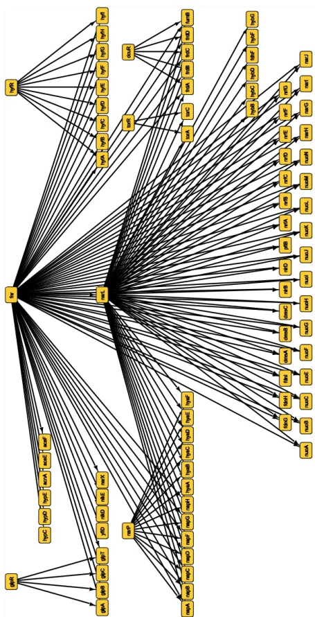Figure 2.22 Significant network: “Anaerobic respiration”. 