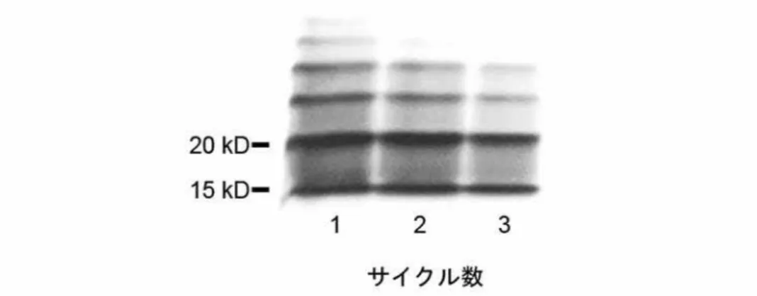 図 7.  水相に対して二相分離法を繰り返し行った場合の水相 LPS の検出 