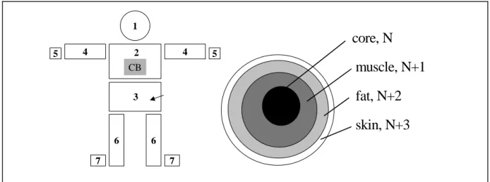 Figure 3.1 Seven-segment human thermoregulation model 