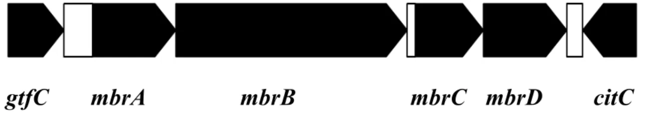Fig. 1. mbr  遺伝子クラスター及び隣接する遺伝子 