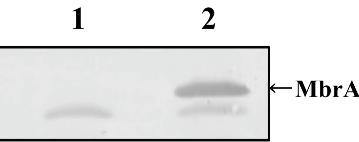 Fig. 3. UA159  中の   MbrA  蛋白質のウェスタンブロット解析.   