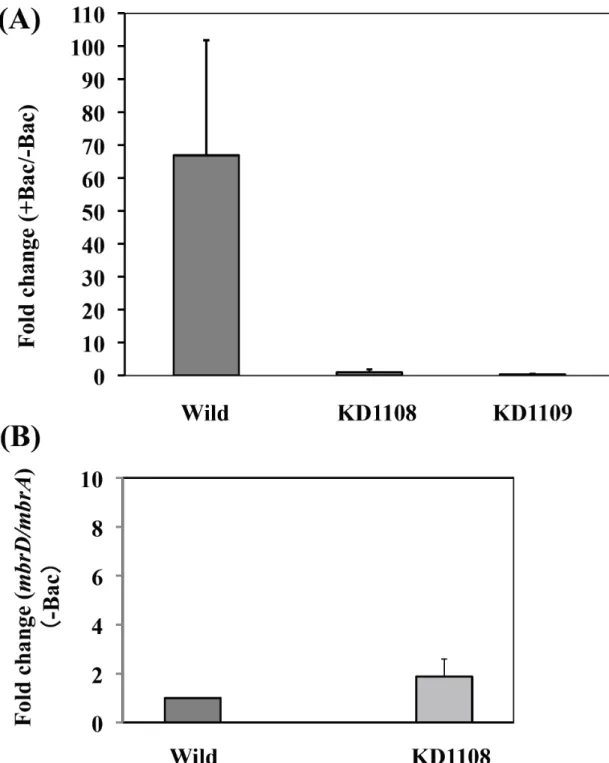 Fig. 4. mbrC、mbrD  欠損によるバシトラシン存在下での  mbrA  発現誘導の 変化    