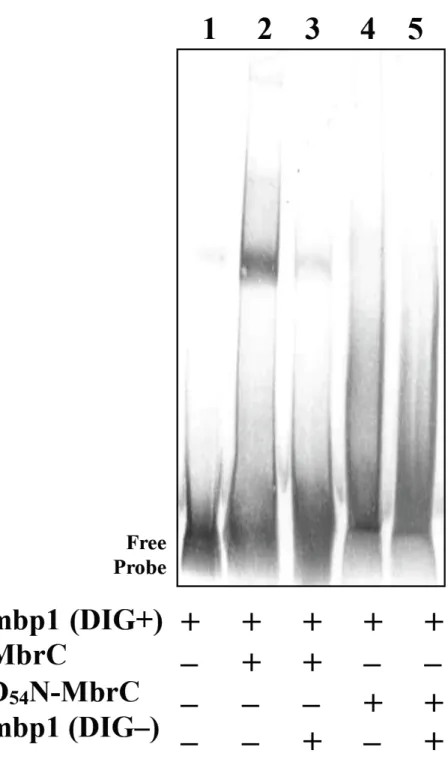 Fig. 7. MbrC  の   D 54 N  変異による発現調節領域推定部位との結合の変化 MbrC  あるいは  D 54 N-MbrC を用い、DIG  ラベルされた  mbp1  を  DNA  プロー ブとして  EMSA  を行った。(レーン  1)ネガティブコントロールとして  MbrC  を加えずに反応を行ったもの。 ( レーン   3)  mbp1  と   MbrC  の結合の特異性を確 認するため  DIG  ラベル  mbp1  の 125 倍のアンラベルの  mbp1  を加え