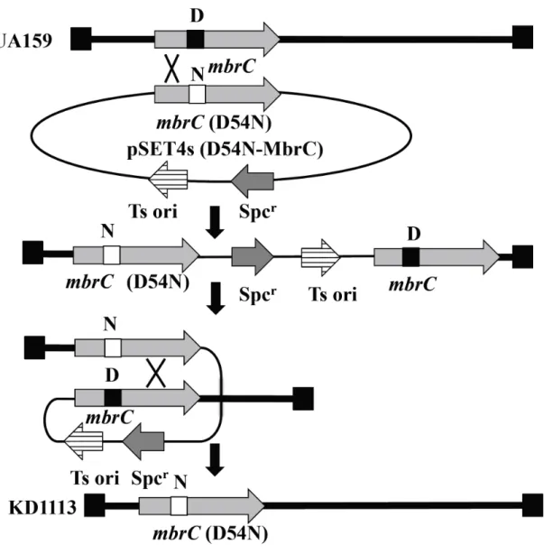 Fig. 8.  変異株   KD1113  の構築 UA159  に   pSET4s (D 54 N-MbrC)  を導入し、染色体上の mbrC  とこのプラスミド の  mbrC (D 54 N)  との相同組み換えにより、スペクチノマイシン耐性  (Spc r )  の形 質転換株を得た。次に、 2  回目の相同組み換えによりベクター由来の  Spc r 遺伝 子を失いスペクチノマイシン感受性となったクローンを選択し、染色体上の mbrC  が  mbrC (D 54 N)  に置換されたクローン