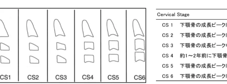 図 1  Cervical Vertebral Maturation (CVM) 