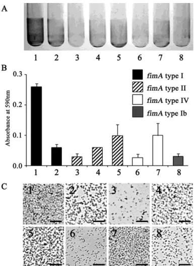 図  １  各 P. gingivalis  株のバイオフィルム形成量の比較  （A）クリスタルバイオレット染色、 （B）定量、 （C）グラム染色像  1：ATCC33277、  2：MPW1‐01、  3：ATCC53977、  4：MPW2‐01  5：MPW2‐03、  6：W50、  7：W83、  8：MPW1b‐01  全ての株でガラス面への付着を認めた。 ATCC33277 株のバイオフィルム形成量 が最も多く、ATCC53977 株の形成量が最も少なかった。バイオフィルム形成量は 線毛遺伝子