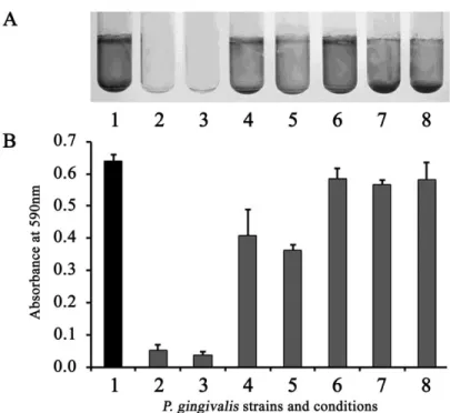 図  ６  各 P. gingivalis  培養上清による A. actinomycetemcomitans  バイオフィル ムの剥離 