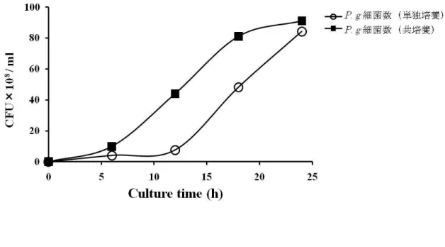 図  ７    P. gingivalis（P. g  ）ATCC33277 株の浮遊細菌数の経時的変化；単独培養 下と A. actinomycetemcomitans（A