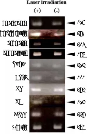 図 15  レーザー照射の mRNA 発現に対する影響 ameloblastinenamelinenamelysinRunx2Col-IOPNOCNDSPPβ-actin303212383204338392amelogenin207380315289ameloblastinenamelinenamelysinRunx2Col-IOPNOCNDSPPβ-actin303212383204338392amelogenin207380315289 ④  in vivo  におけるレーザー照射の再生歯に対する影響 