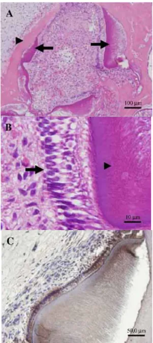図 16-A, B, C  in vivo  におけるレーザー照射の組織形成に対する影響 