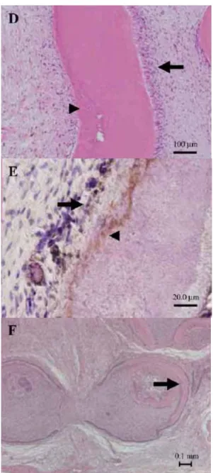 図 16-D, E, F  in vivo  におけるレーザー照射の組織形成に対する影響