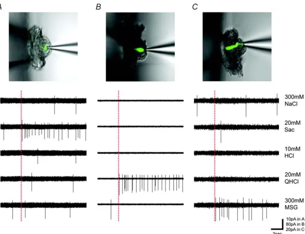 図 1 Gustducin-GFP マウスにおける GFP 発現細胞の味応答記録例。味溶液には