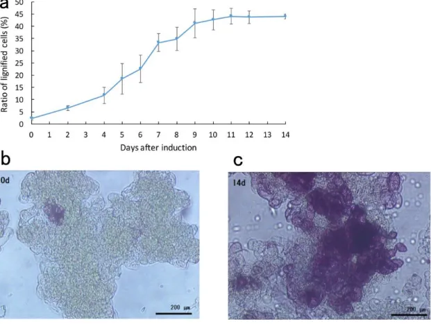 Fig. 2-2 The lignification progress in T87 cultured cells after tracheary element 