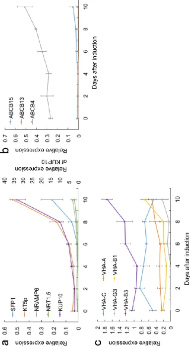 Fig. 2-4 Changes of the relative expression of transporter genes during TE formation. a  transporter genes in Group 1