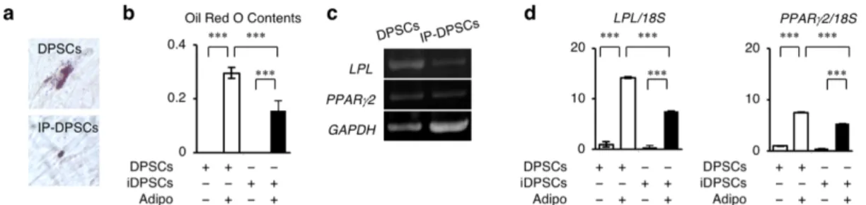 図 3-3-5．IP-DPSCs の脂肪細胞分化能解析 