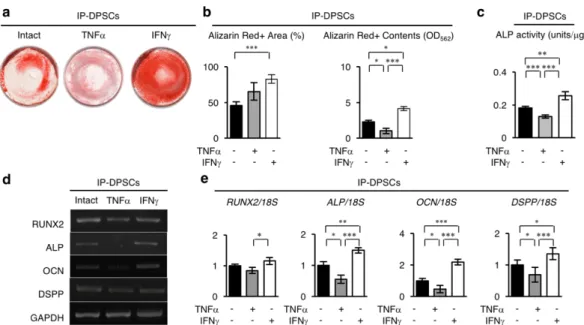 図 3-3-14．IFN-gおよび TNF-a前処理した IP-DPSCs の in vitro における象牙芽細胞分化能 