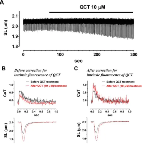 Fig. 1. Eﬀects of QCT on the contraction and CaT of isolated single cardiomyocytes. A