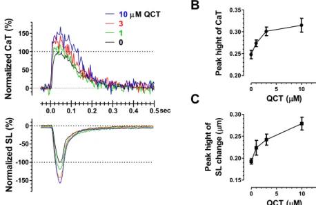 Fig. 3. Phosphorylation levels of sarcomeric pro- pro-teins in isolated cardiomyocytes