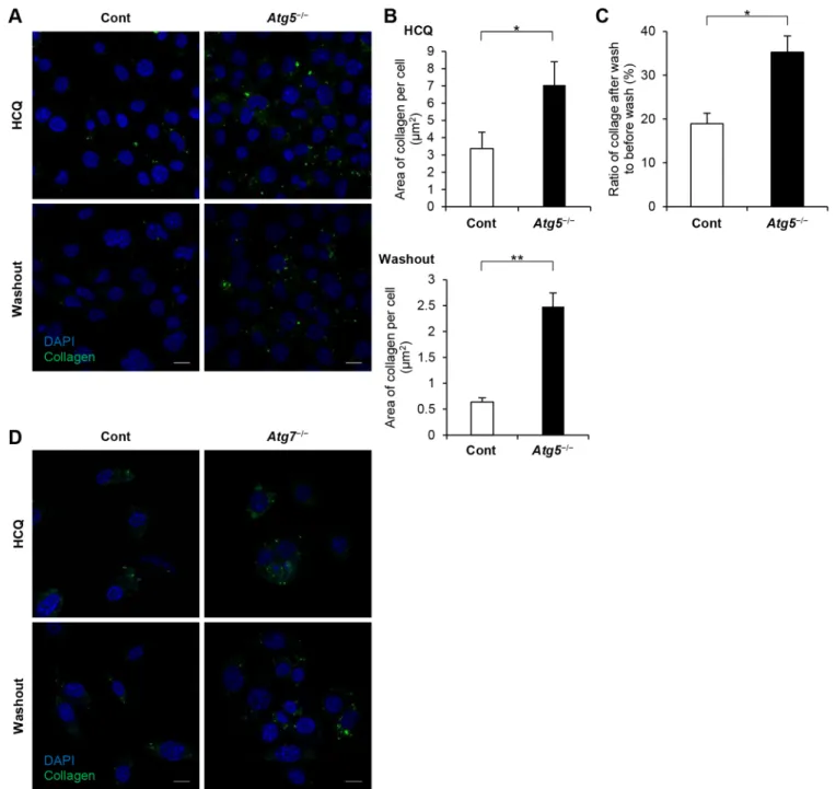 Fig. 3. Degradation of internalized collagen was decreased in autophagy-deficient cells compared with control cells