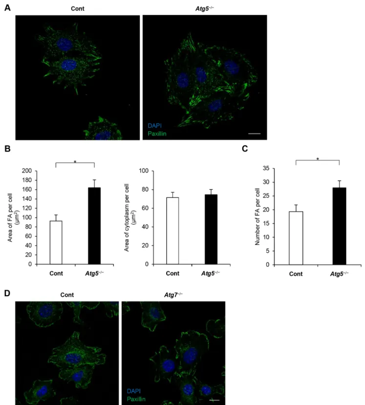 Fig. 5. FA complex distribution in autophagy-deficient cells and control cells. (A) Control and Atg5 − / − MEFs were cultured for 120 min and stained with anti-paxillin antibody and with DAPI