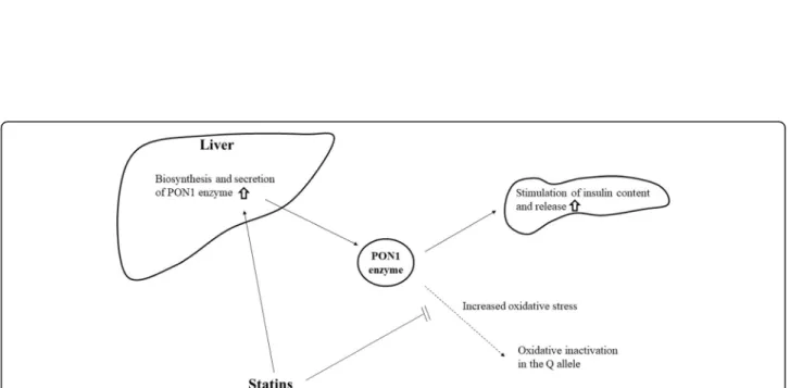 Fig. 2 Proposed model for the interaction of PON1 Q192R polymorphism and statins on insulin secretion