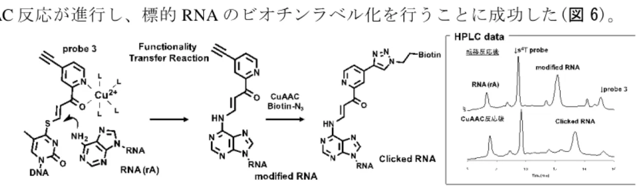 図 7 RNA 塩基修飾の逆転写反応への影響評価 